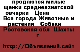 продаются милые щенки среднеазиатской овчарки › Цена ­ 30 000 - Все города Животные и растения » Собаки   . Ростовская обл.,Шахты г.